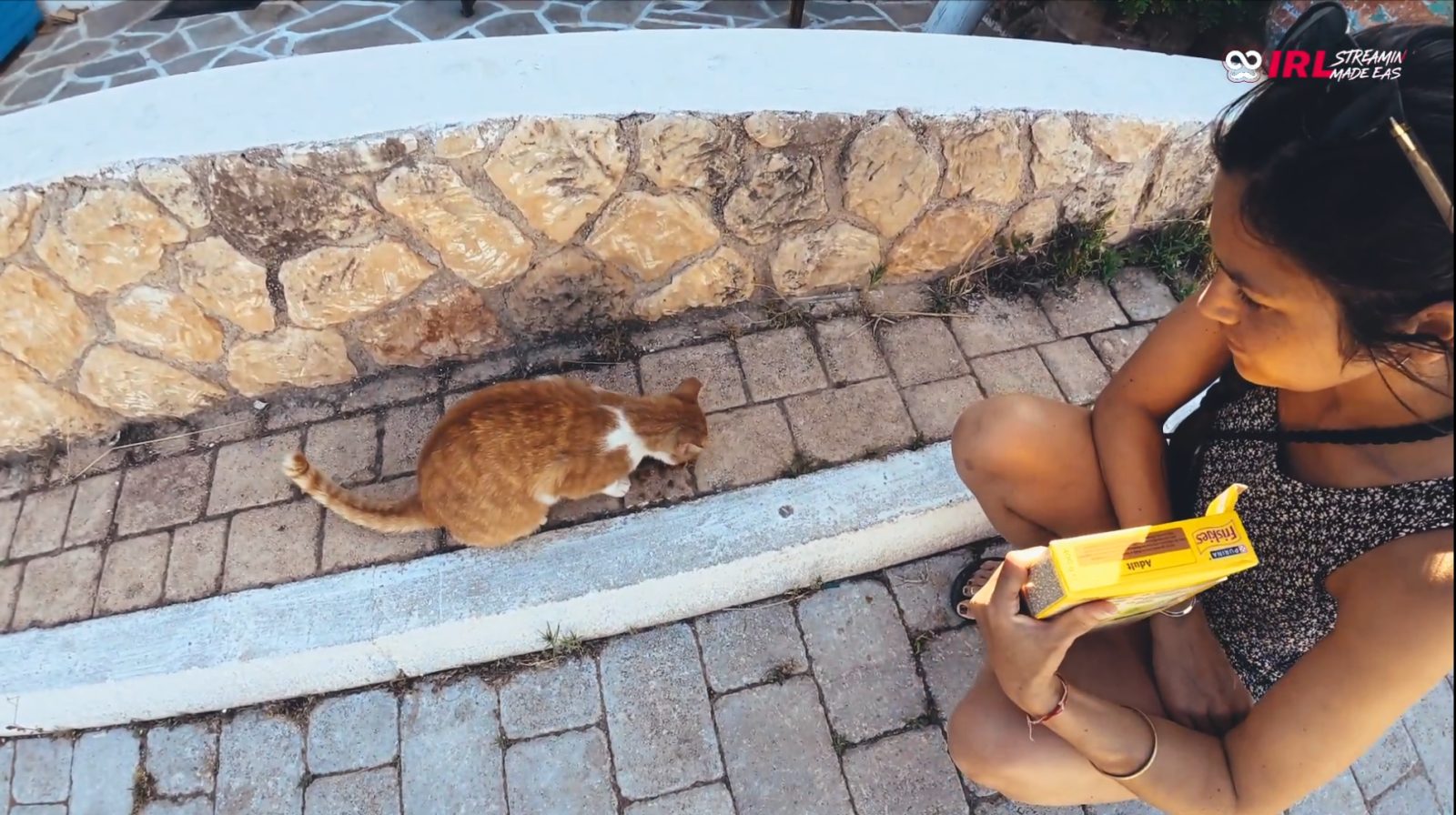 Deuxième chat errant nourri